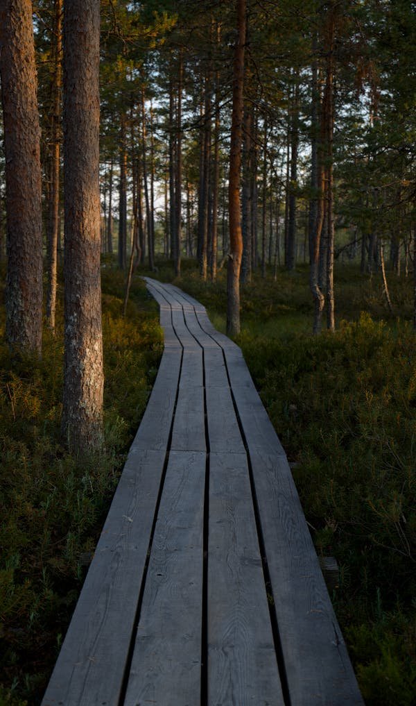 Découvrez comment le bain de forêt transforme votre bien-être
